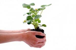 erfolg pflanzen - Corporate Blog Konzeption